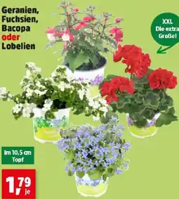 Thomas Philipps Geranien, Fuchsien, Bacopa oder Lobelien Angebot
