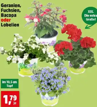 Thomas Philipps Geranien, Fuchsien, Bacopa oder Lobelien Angebot