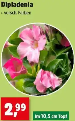 Thomas Philipps Dipladenia Angebot
