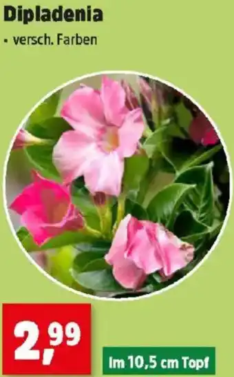 Thomas Philipps Dipladenia Angebot
