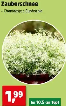 Thomas Philipps Zauberschnee Angebot