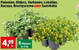 Thomas Philipps Petunien, Bidens, Verbenen, Lobelien, Bacopa, Brachyscome oder Sanvitalia Angebot