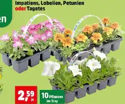 Thomas Philipps Impatiens, Lobelien, Petunien oder Tagetes Angebot