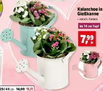 Thomas Philipps Kalanchoe in Gießkanne Angebot