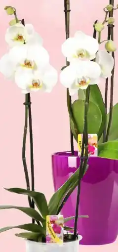 Thomas Philipps Orchideen- übertopf Angebot