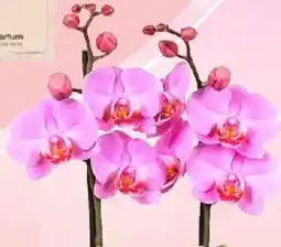 Thomas Philipps Orchidee Phalaenopsis Angebot