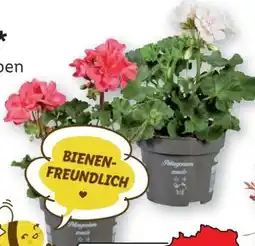 Lidl Stehende Geranien Angebot