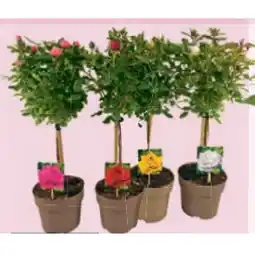 Maximarkt Topfrose Stamm, 19 cm Topf Maximarkt Angebot