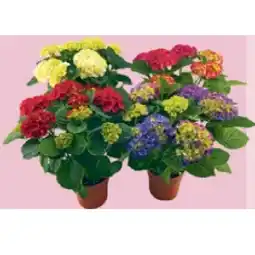 Maximarkt Hortensien Mix, 14 cm Topf Maximarkt Angebot