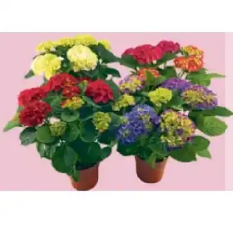 Maximarkt Hortensien Mix, 14 cm Topf Maximarkt Angebot