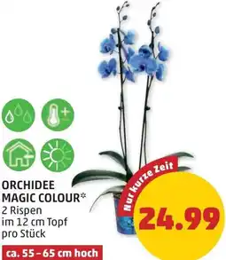 PENNY Orchidee magic colour Angebot