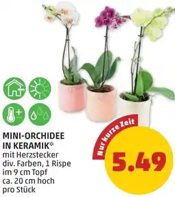 PENNY Mini-orchidee in keramik Angebot