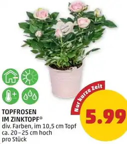 PENNY Topfrosen im zinktopf Angebot