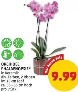 PENNY Orchidee phalaenopsis Angebot