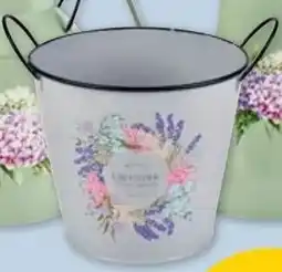 PENNY Blumentopf Angebot
