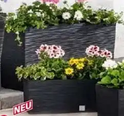 Norma Blumenkasten Angebot