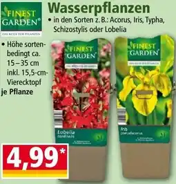 Norma Wasserpflanzen Angebot