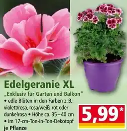 Norma Edelgeranie Angebot