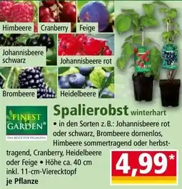 Norma Spalierobst Angebot