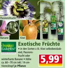 Norma Exotische Früchte Angebot