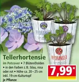Norma Tellerhortensie Angebot