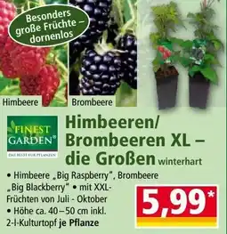 Norma Himbeeren/ Brombeeren die Großen Angebot