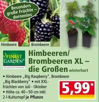 Norma Himbeeren/ Brombeeren die Großen Angebot