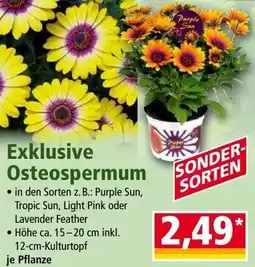 Norma Exklusive Osteospermum Angebot
