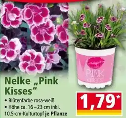 Norma Nelke Pink Kisses Angebot