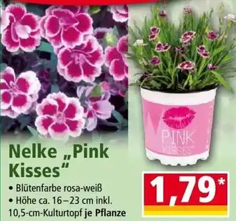 Norma Nelke Pink Kisses Angebot