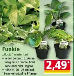 Norma Funkie Angebot