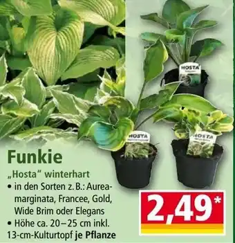 Norma Funkie Angebot