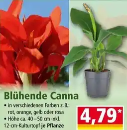 Norma Blühende Canna Angebot