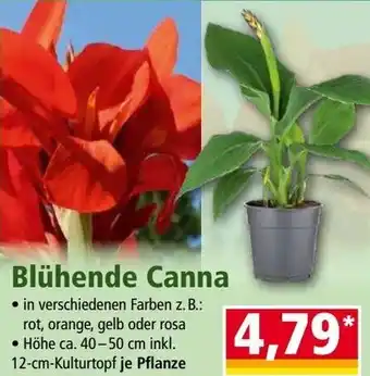 Norma Blühende Canna Angebot