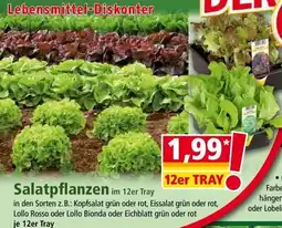 Norma Salatpflanzen Angebot