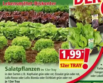 Norma Salatpflanzen Angebot