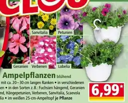 Norma Ampelpflanzen Angebot