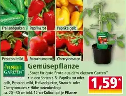 Norma Gemüsepflanze Angebot