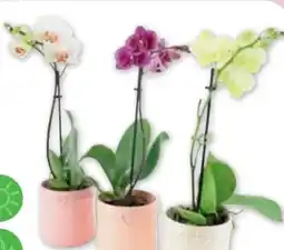 PENNY Mini-Orchidee im Keramikhaus Angebot