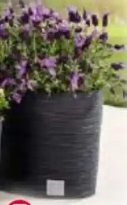 Norma Powertec Garden Pflanzgefäße Florenz Angebot