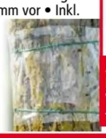 Norma Gardigo Baum-Leimring Angebot