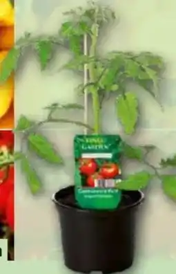 Norma Finest Garden Gemüsepflanze Angebot
