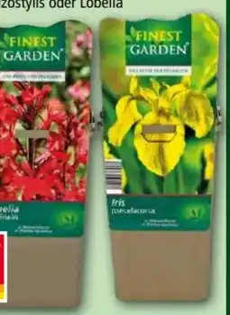Norma Finest Garden Wasserpflanzen Angebot