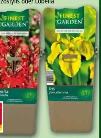 Norma Finest Garden Wasserpflanzen Angebot