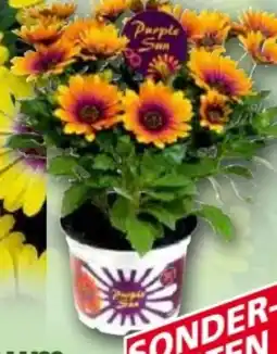 Norma Osteospermum Angebot