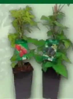 Norma Finest Garden Himbeeren Angebot