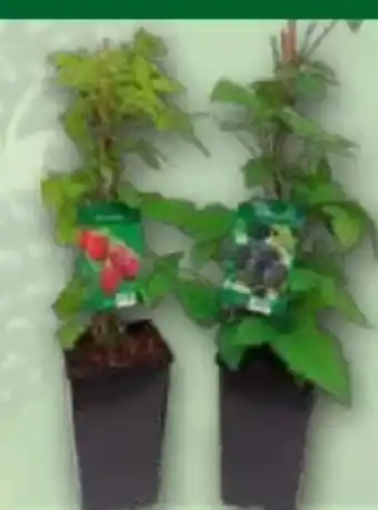 Norma Finest Garden Himbeeren Angebot