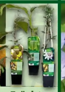 Norma Finest Garden Exotische Früchte Angebot