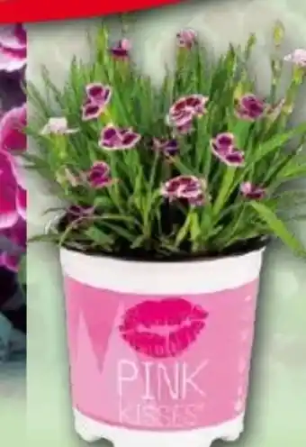 Norma Nelkenschale Pink Kisses Angebot