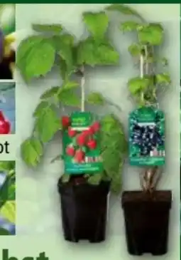 Norma Finest Garden Spalierobst Angebot